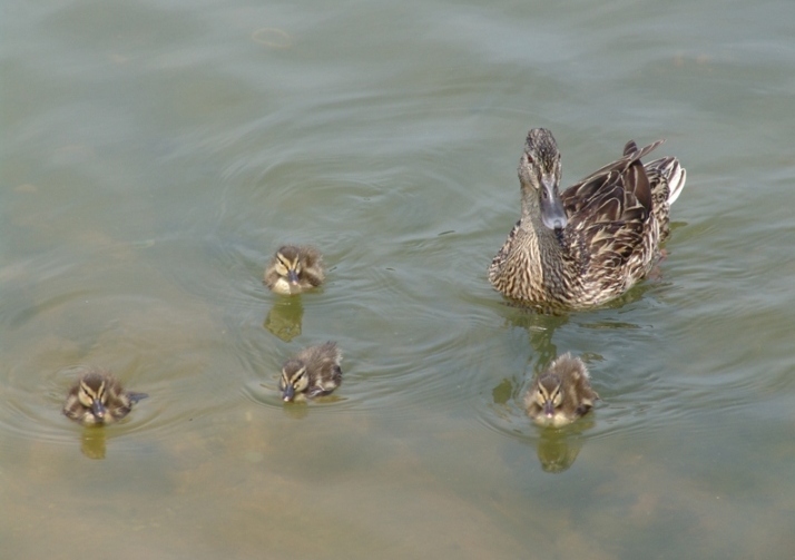 photo "duck and ducklings returning from lunch" tags: nature, pets/farm animals