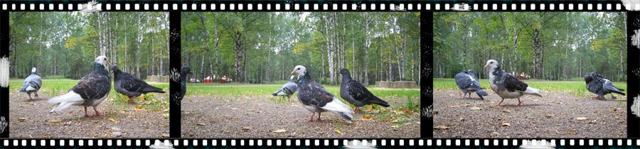 photo "birds live" tags: nature, wild animals
