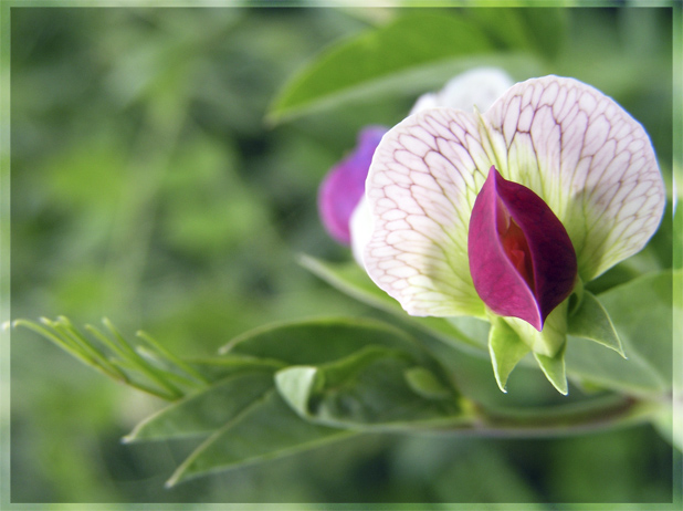 photo "sweet pea" tags: nature, macro and close-up, flowers