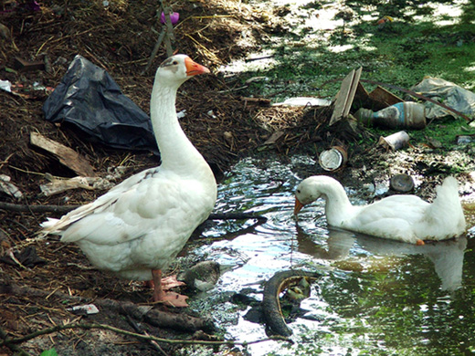 photo "Stalker" tags: nature, genre, pets/farm animals