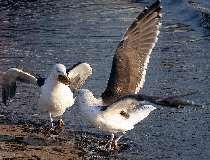 фото "Seagulls" метки: природа, дикие животные