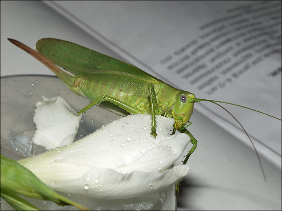 photo "To read is tired, it is necessary will be supporte" tags: nature, macro and close-up, insect