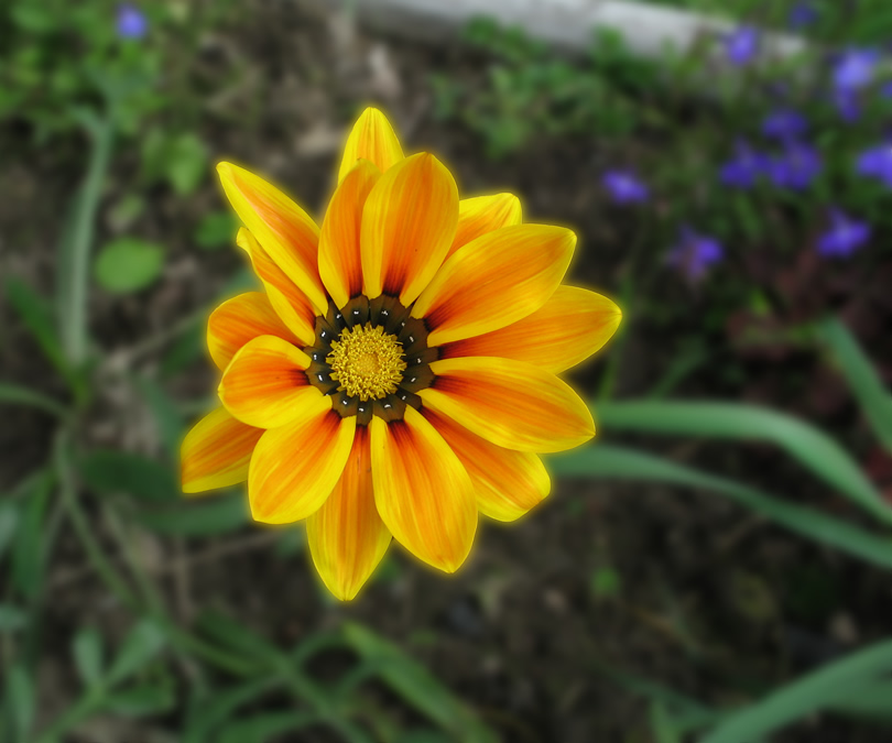 photo "Godicium" tags: nature, macro and close-up, flowers