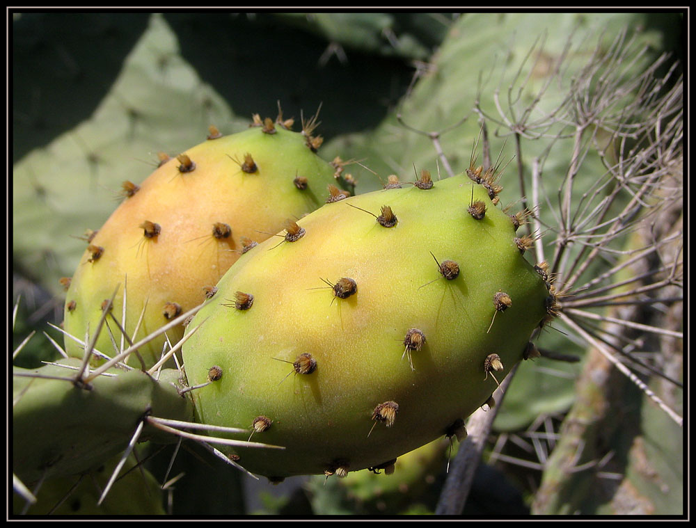 photo "Prickly pear" tags: nature, travel, Africa, flowers