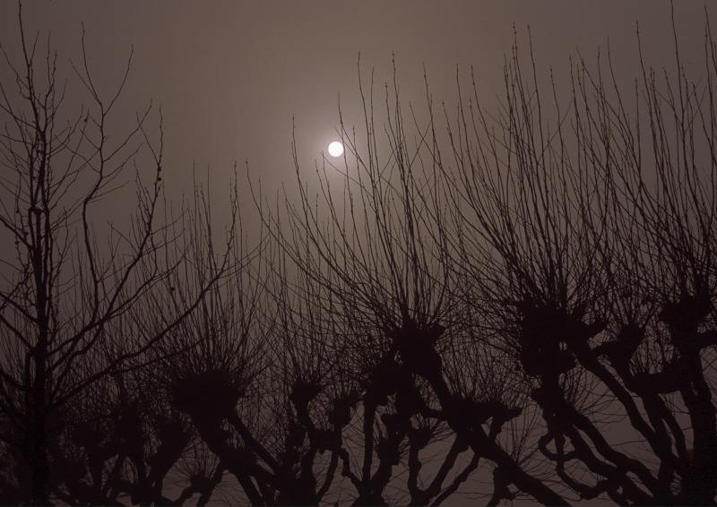 photo "Foggy trees" tags: travel, landscape, Europe, winter