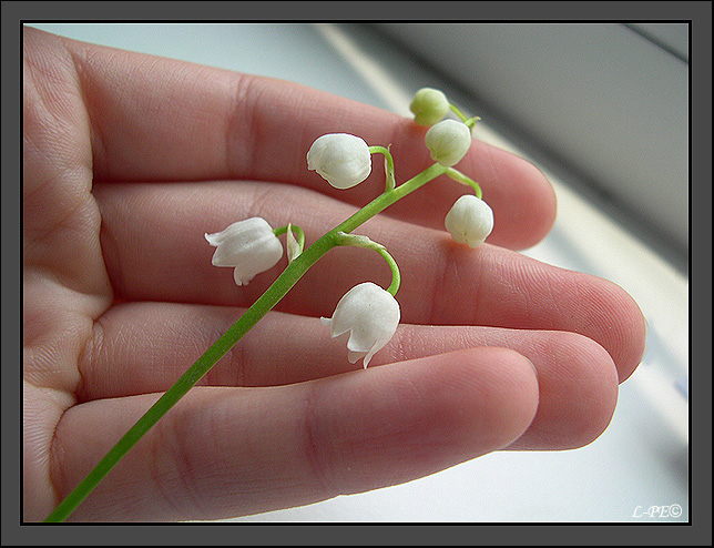 photo "Lily of the valley" tags: nature, flowers