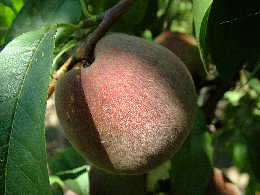 photo "Peach" tags: nature, flowers