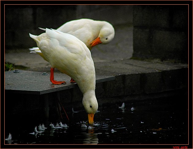 photo "bath time" tags: nature, pets/farm animals