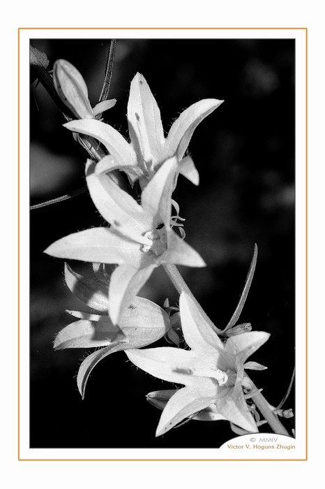 photo "BW Flowers." tags: nature, black&white, flowers