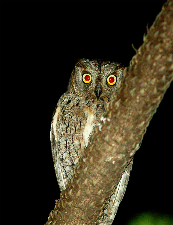 photo "Scops owl" tags: nature, wild animals