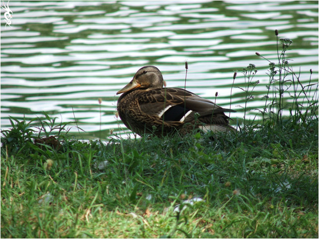 photo "Admiring the catchlights on the water" tags: nature, wild animals