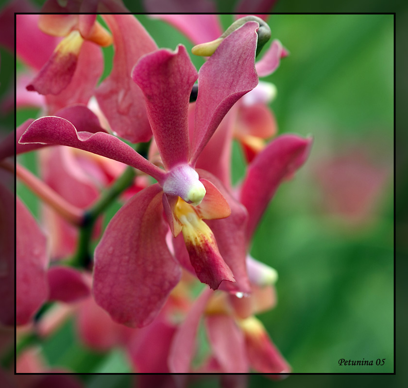 photo "Orchid garden" tags: travel, macro and close-up, Asia