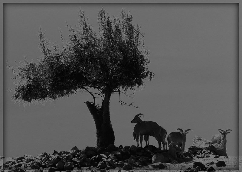 photo "Awaiting" tags: nature, black&white, wild animals