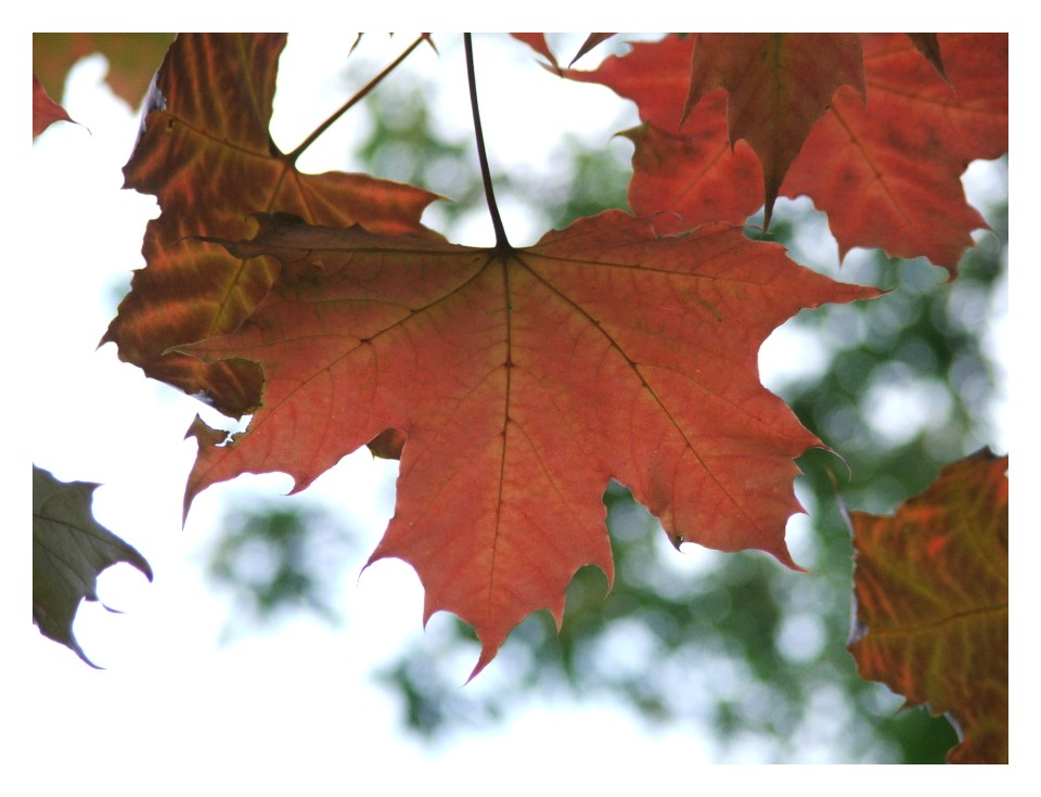 photo "autumn coming" tags: macro and close-up, landscape, autumn