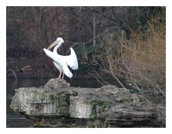 photo "Something more about birds...." tags: nature, travel, Europe, wild animals