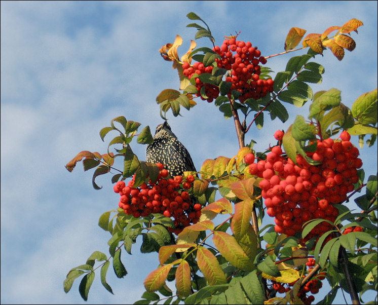 photo "Autumn paints" tags: nature, flowers