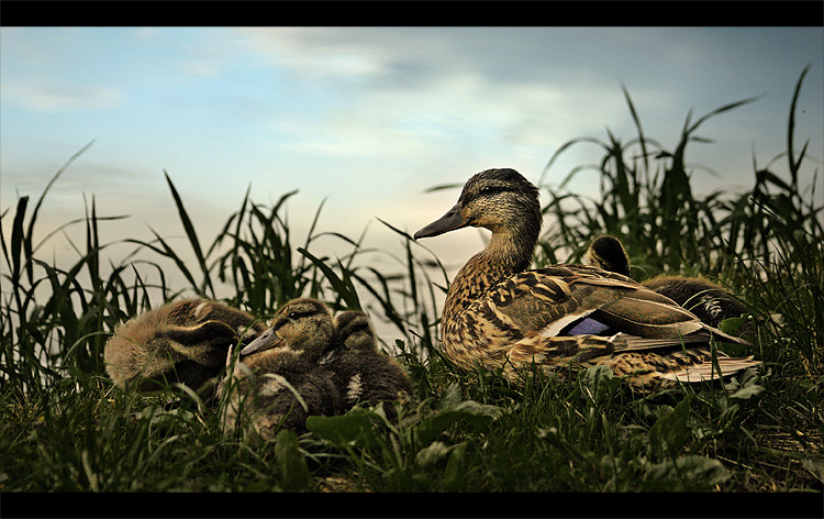 photo "Duck Tales" tags: nature, wild animals