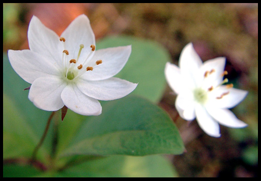 photo "Trientalis europaea II" tags: nature, flowers
