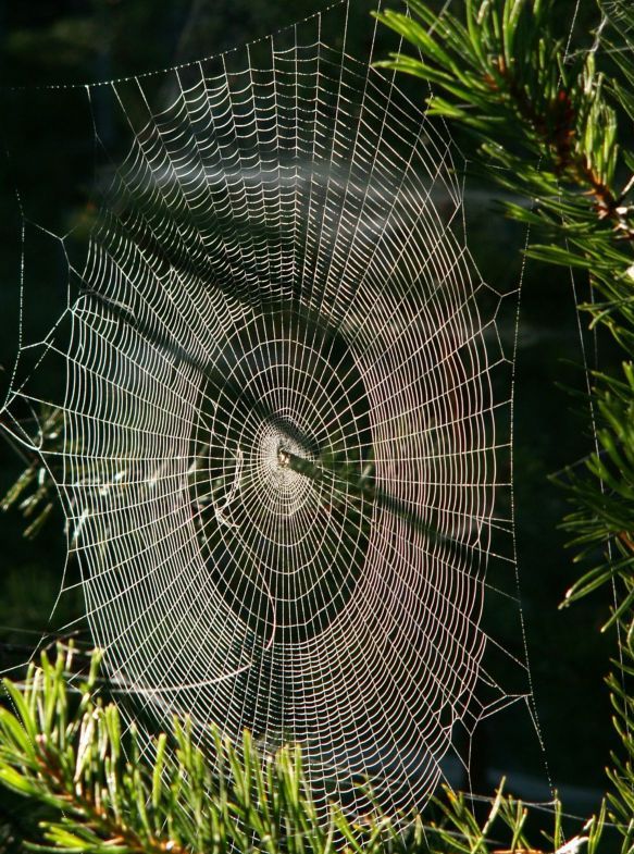 photo "Untitled photo" tags: macro and close-up, nature, insect