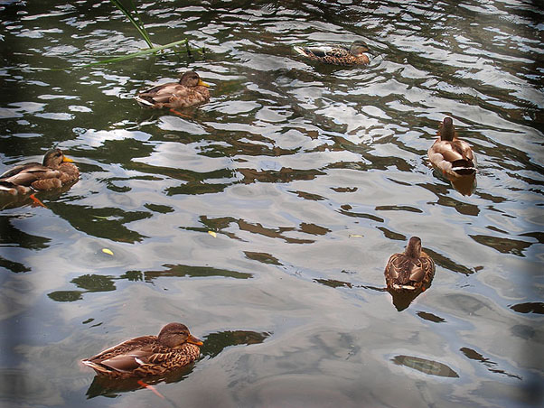 photo "Duck reel" tags: nature, genre, wild animals