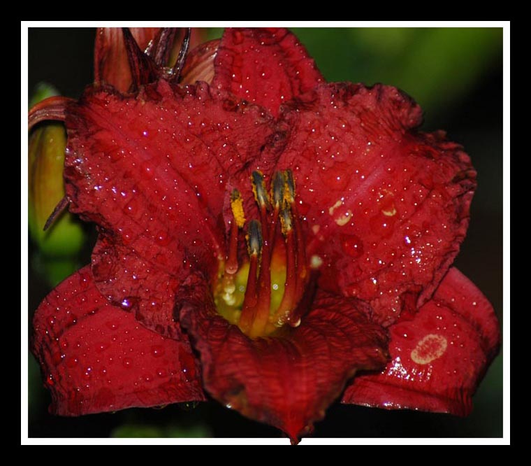 photo "Tears" tags: nature, flowers