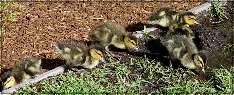 photo "5-In, 1-Out" tags: nature, pets/farm animals