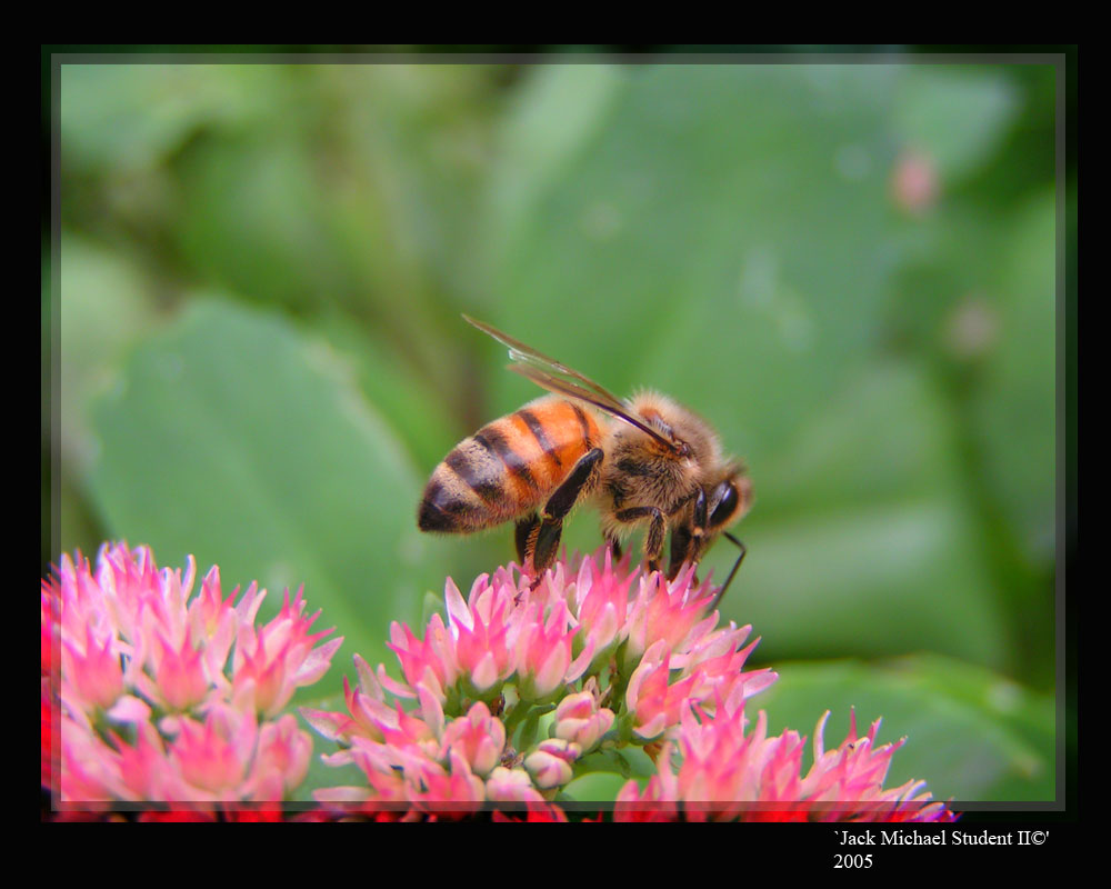 photo "bee-macro" tags: macro and close-up, nature, insect