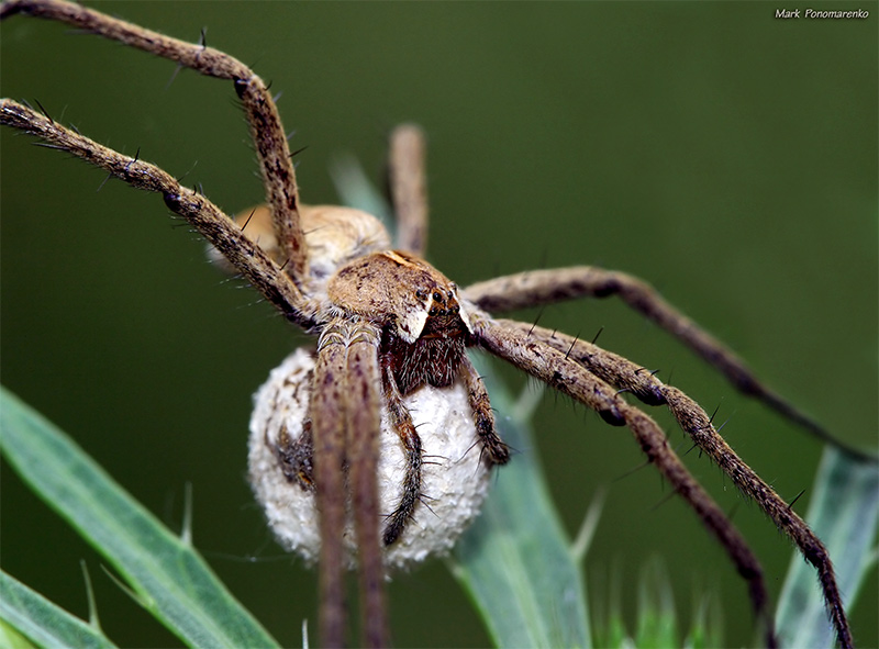 photo ".... ...." tags: nature, insect