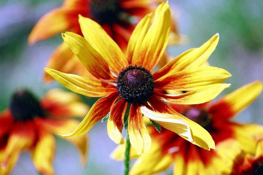 photo "flo" tags: nature, flowers