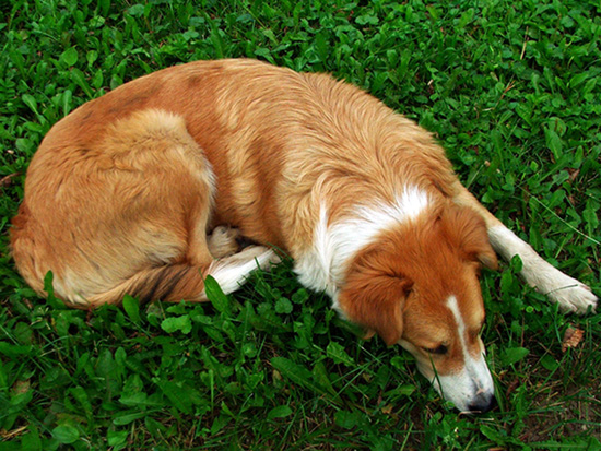 photo "Rest" tags: nature, pets/farm animals