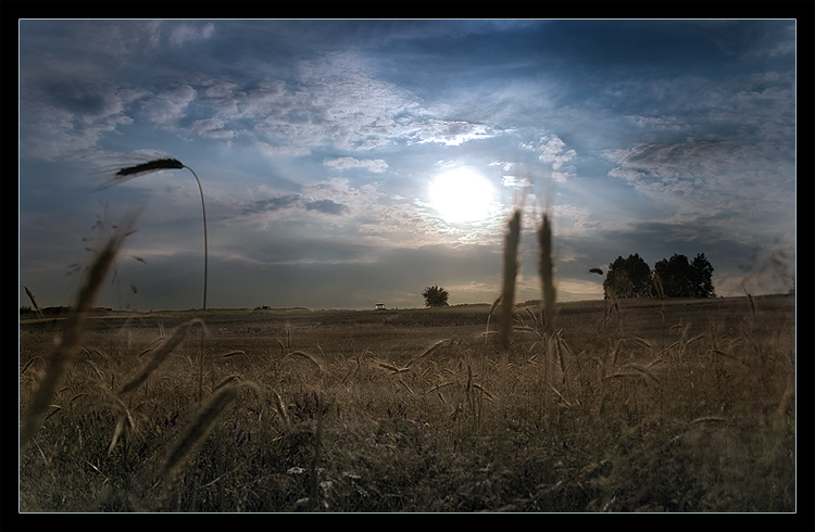 photo "The Cornfield" tags: landscape, summer, sunset