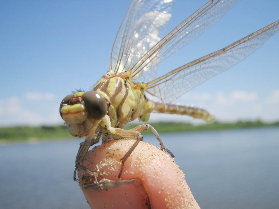 photo "The helicopter" tags: nature, insect