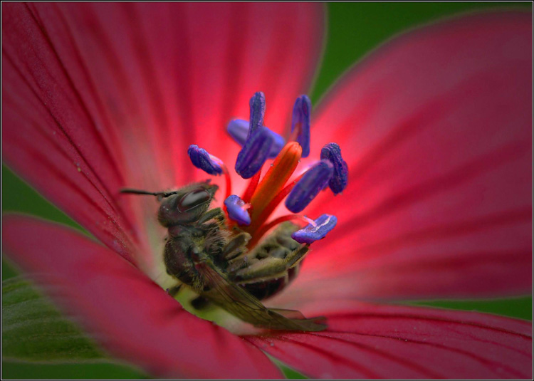 photo "In Paradise :)" tags: macro and close-up, nature, insect