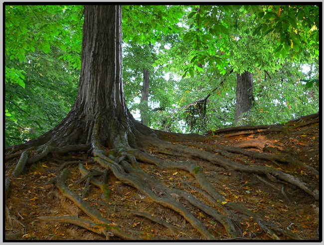 photo "Roots" tags: nature, 