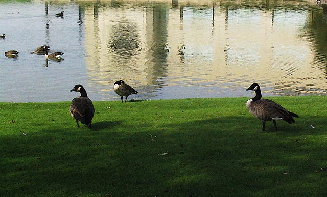 фото "Geese at the Tax Centre" метки: природа, 