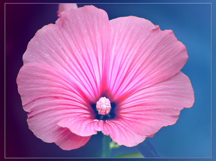 photo "in the garden" tags: nature, flowers