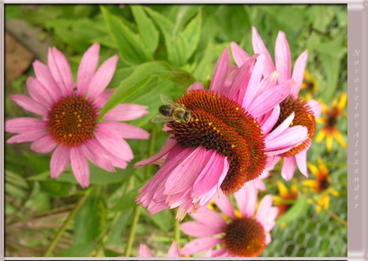 photo "Miracle a floret" tags: nature, flowers