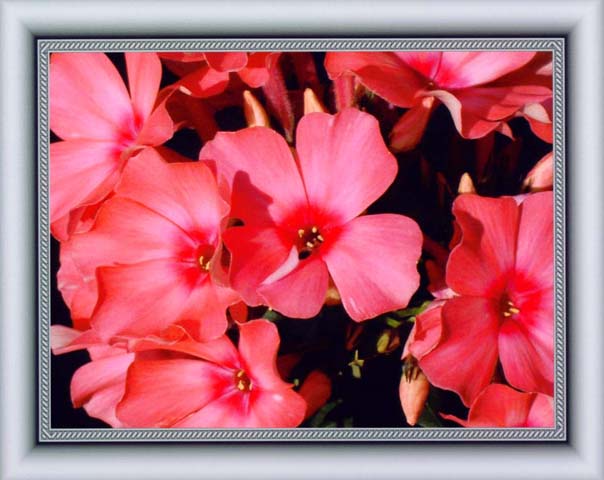 photo "Phlox"Bareleven"" tags: macro and close-up, nature, flowers