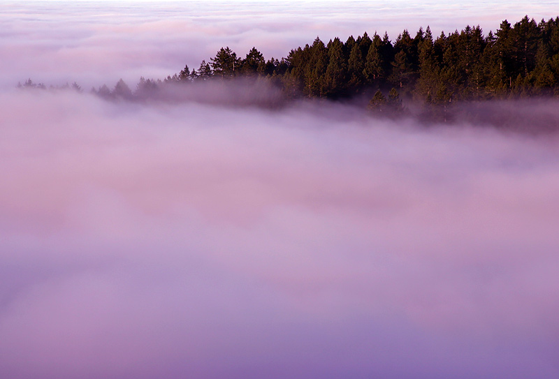 photo "Tree Line in Fog" tags: landscape, clouds, forest