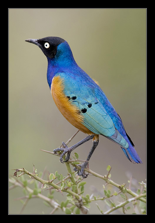 photo "Superb Starling - Spreo superbus" tags: nature, travel, Africa, wild animals