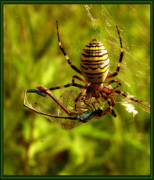 photo "Spider" tags: macro and close-up, 
