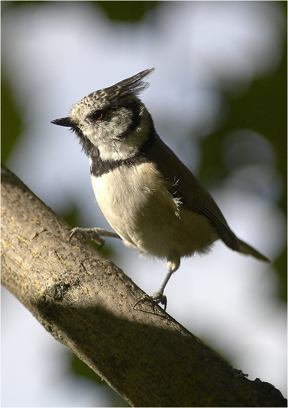 photo "Parus Cristatus" tags: nature, wild animals