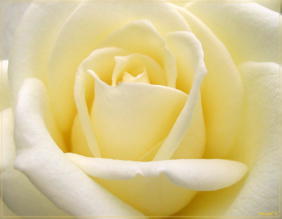 photo "tenderness" tags: macro and close-up, 