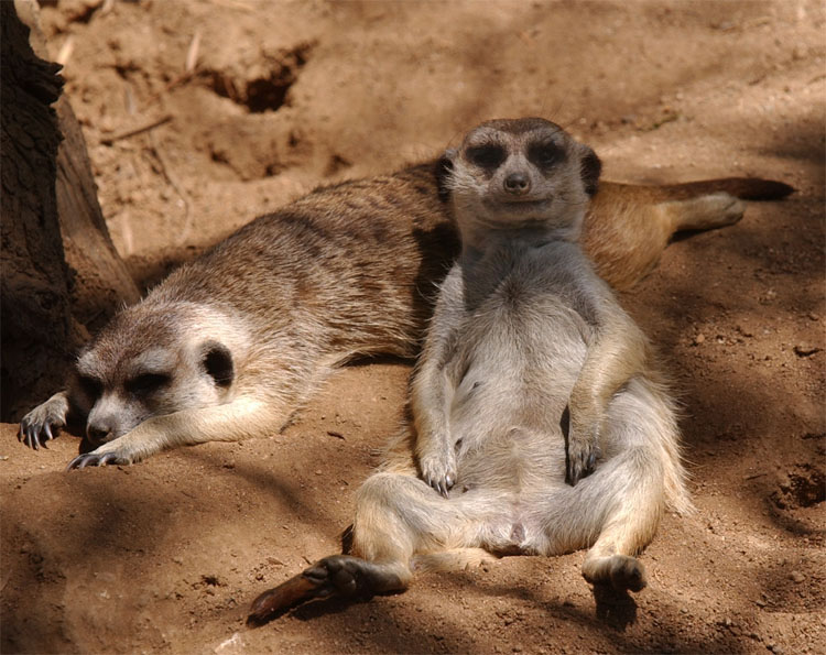 photo "Meerkats" tags: nature, wild animals