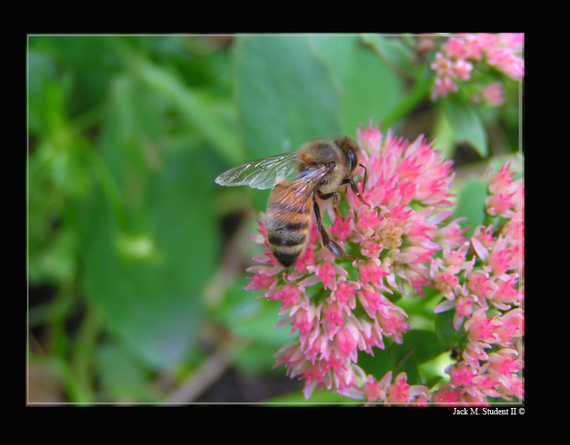 photo "Bee-with wing macro" tags: macro and close-up, nature, insect