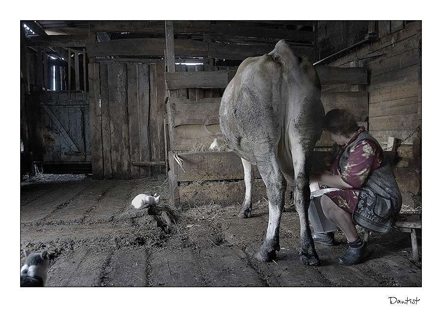 photo "Evening yield of milk" tags: genre, 