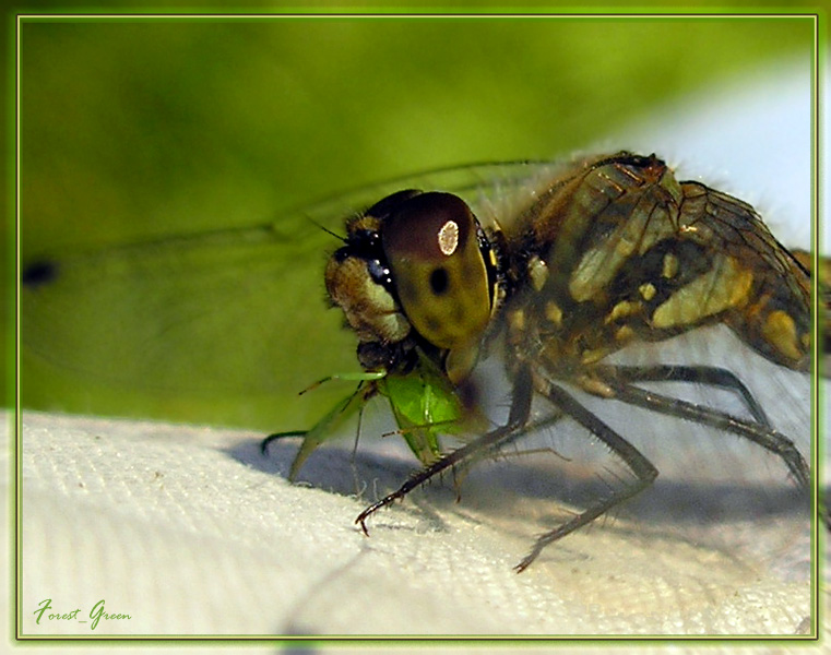 photo "In a jaws at a predator" tags: macro and close-up, nature, insect