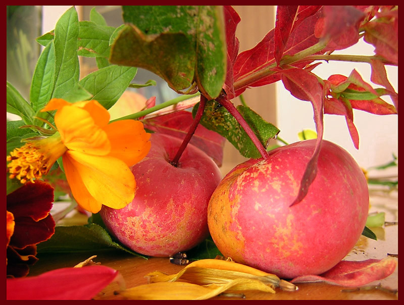 photo "The first autumn" tags: macro and close-up, still life, 