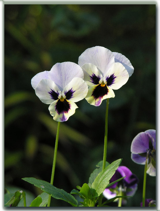 photo "Observers" tags: nature, flowers