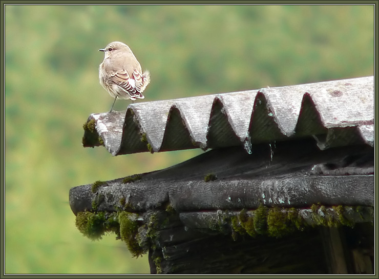 photo "Observer" tags: nature, wild animals